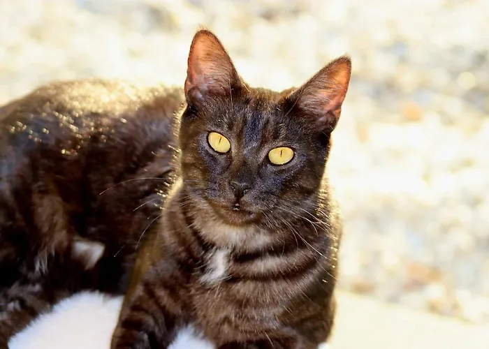 Hébergement de vacances Etoile Arc-en-ciel *