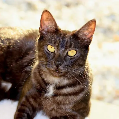 Prázdninový dům Etoile Arc-en-ciel *